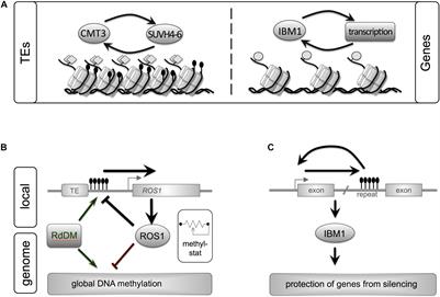 DNA Methylation and the Evolution of Developmental Complexity in Plants